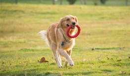 柯基最新爆料视频大全集,视频大全集精彩瞬间回顾