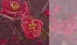 春暖花开最新爆料视频,揭秘幕后精彩瞬间